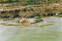 varanasi dead bodies