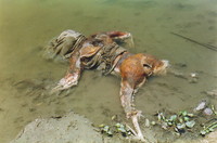 varanasi dead bodies