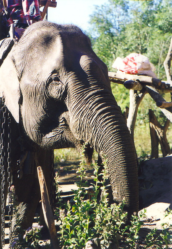 The elephant that took me through the hills of Chiang Mai