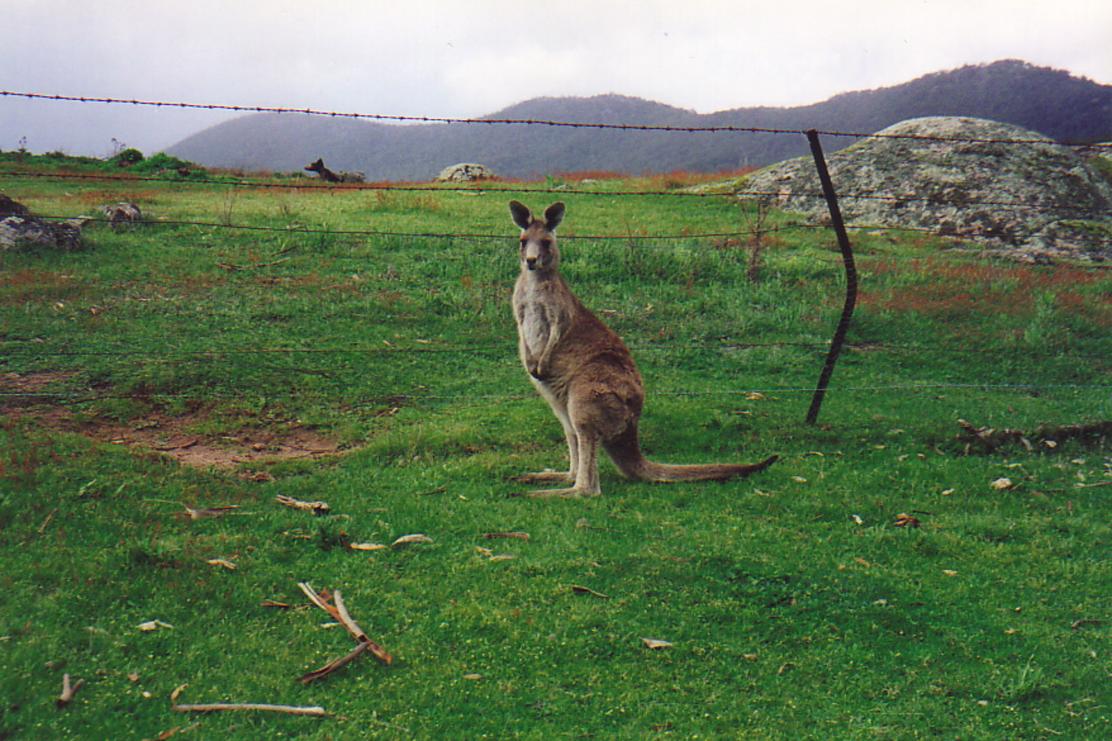 A kangaroo