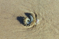 A strange beastie on the beach