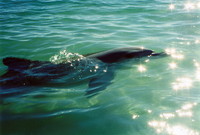 Feeding the dolphins at Monkey Mia