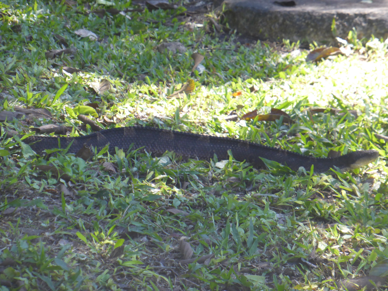 A Picture from Caracol, Belize - Travel Writing