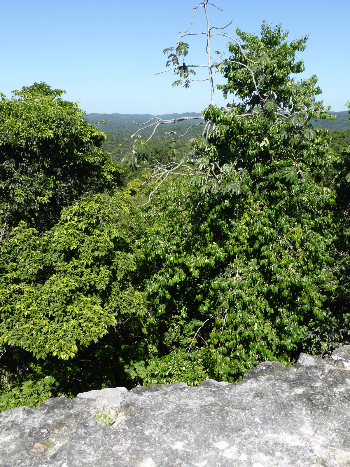 A Picture from Caracol, Belize - Travel Writing