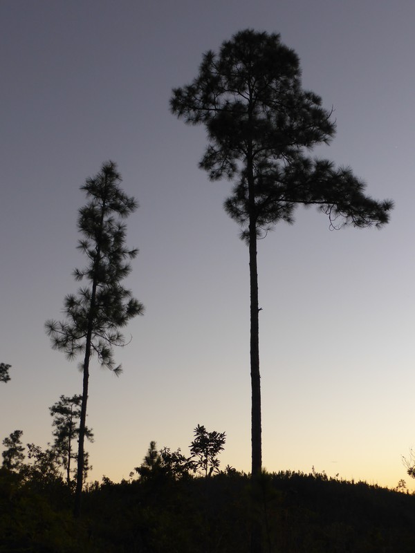 The pines of Mountain Ridge at dusk