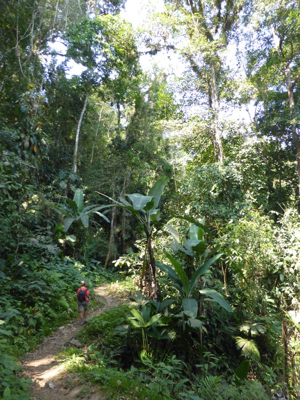 Huge forest plants line the path