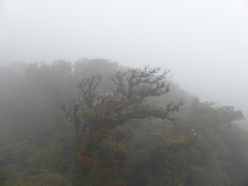 Entering the cloud forest on the SkyTrek zipline