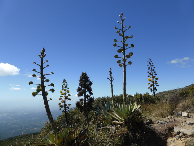 The amazing maguey plants on the flanks of Volcán de Santa Ana