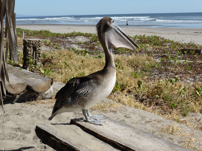 Sam the one-winged pelican