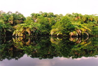 Raffia trees by Amansuri Lagoon