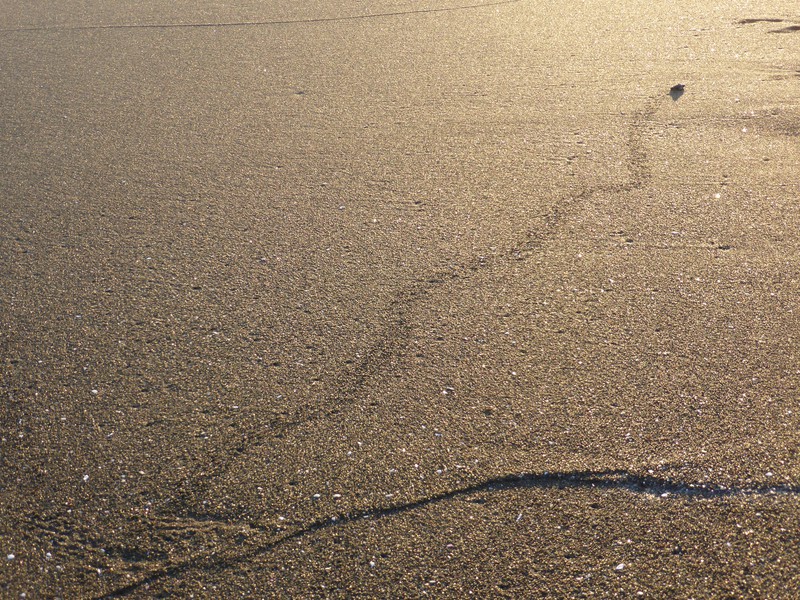 One of our sponsored turtles weaving towards the sea