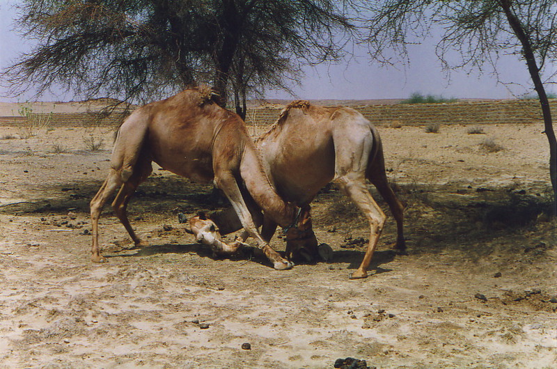 Camel wrestling