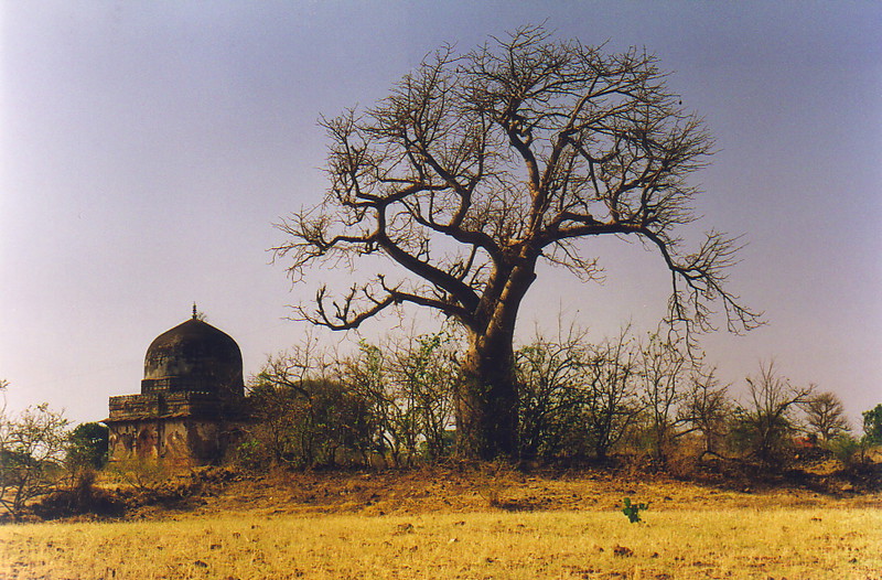 A baobab tree