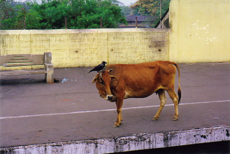A cow on the platform at Khurda Road train station, Puri