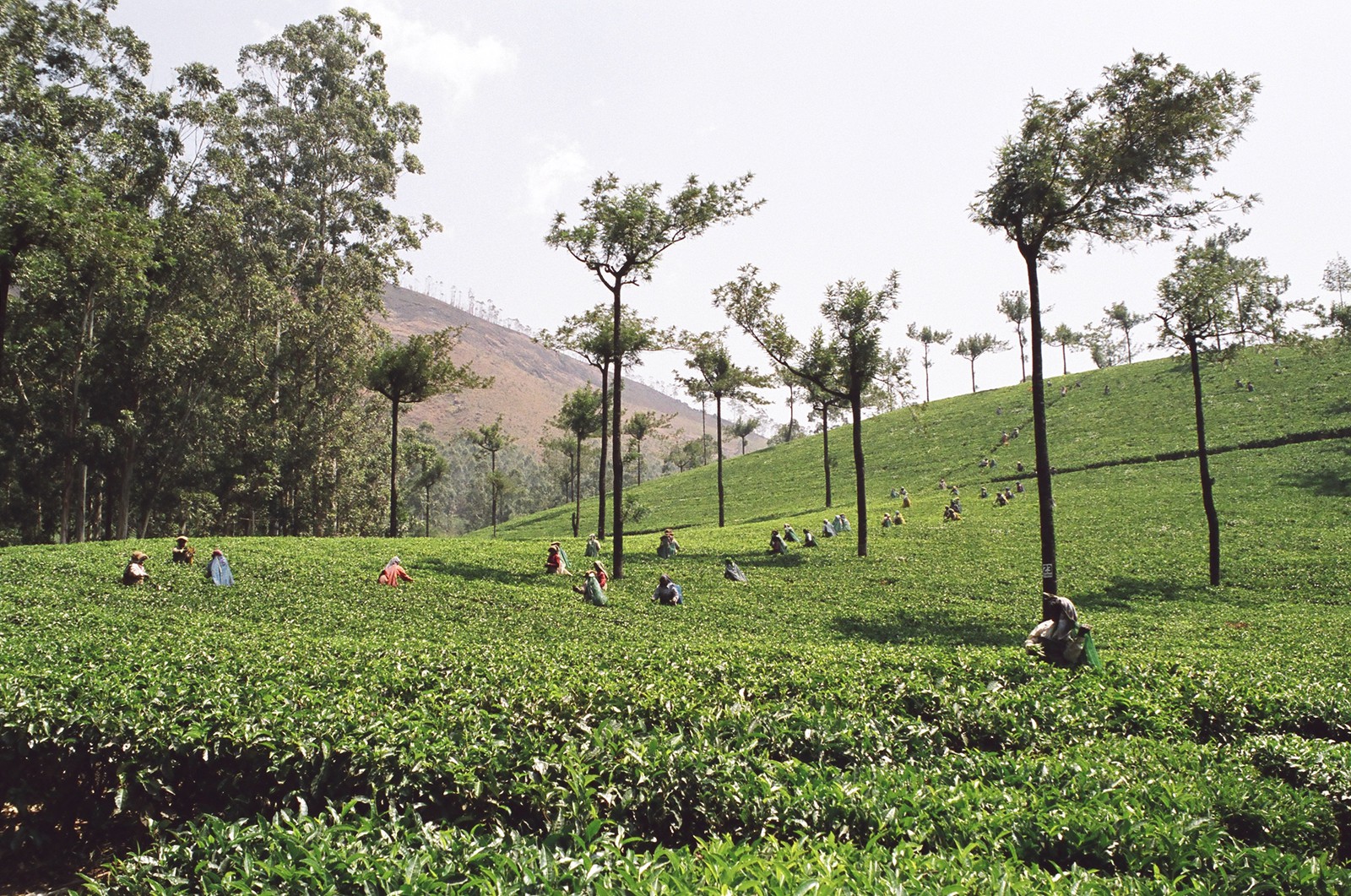 Tea pickers near Munnar