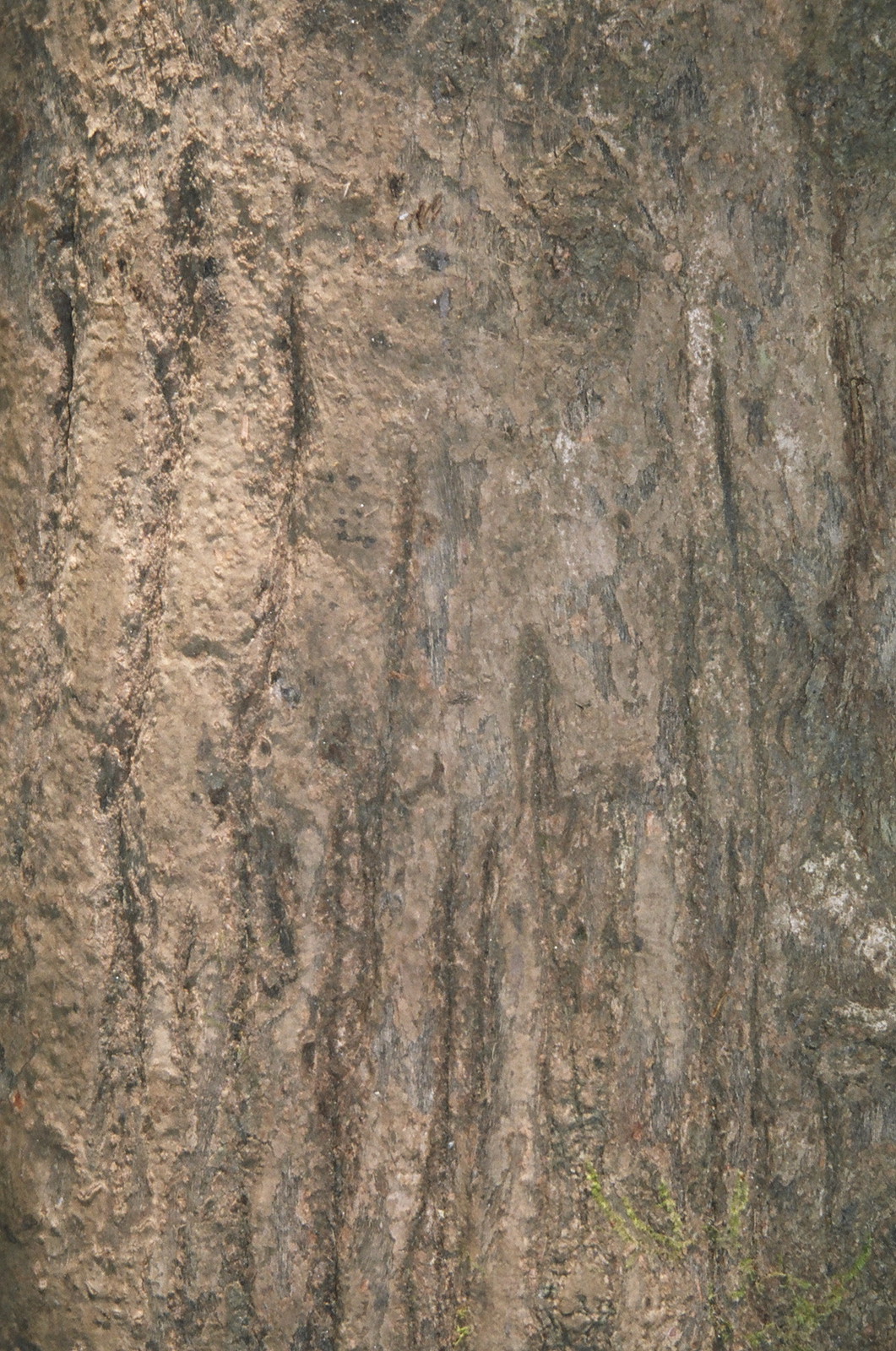 Ancient tiger scratches on a tree in Periyar