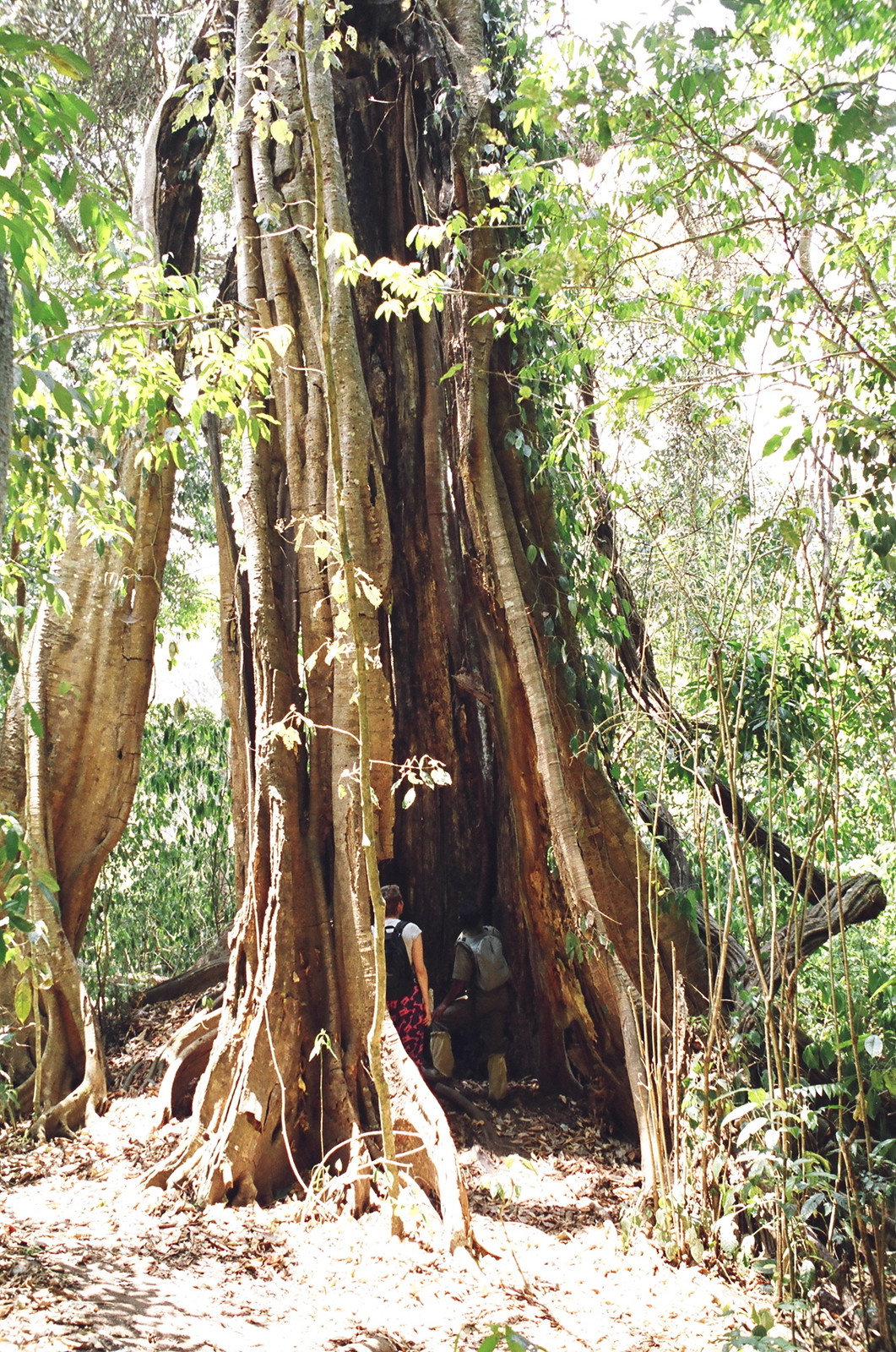 Peta and Shaji inside a hollow tree