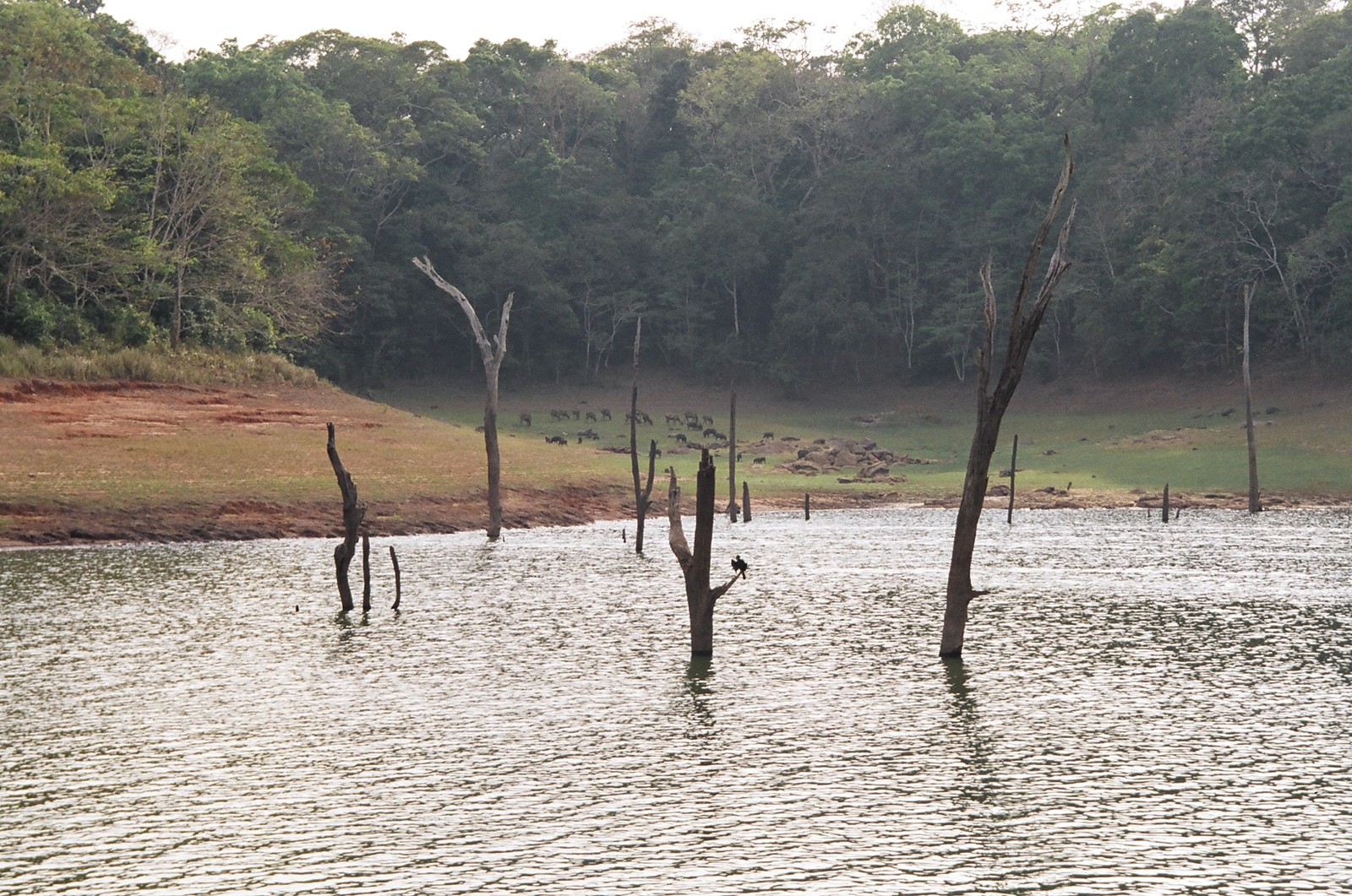 The wildlife cruise on Periyar Lake