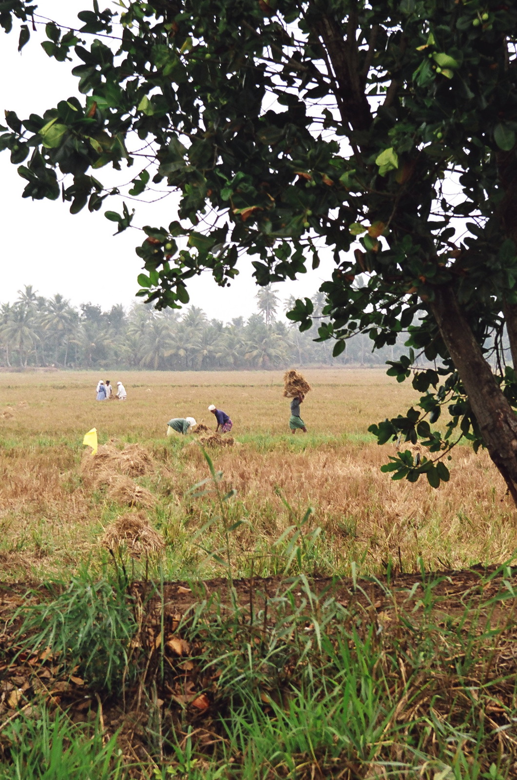 Rice paddies seen from the backwaters