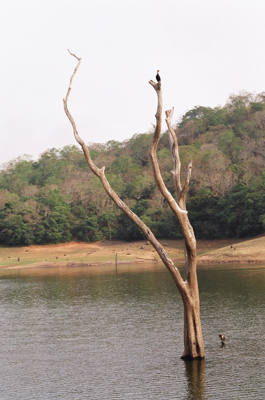 Dead trees on Periyar Lake