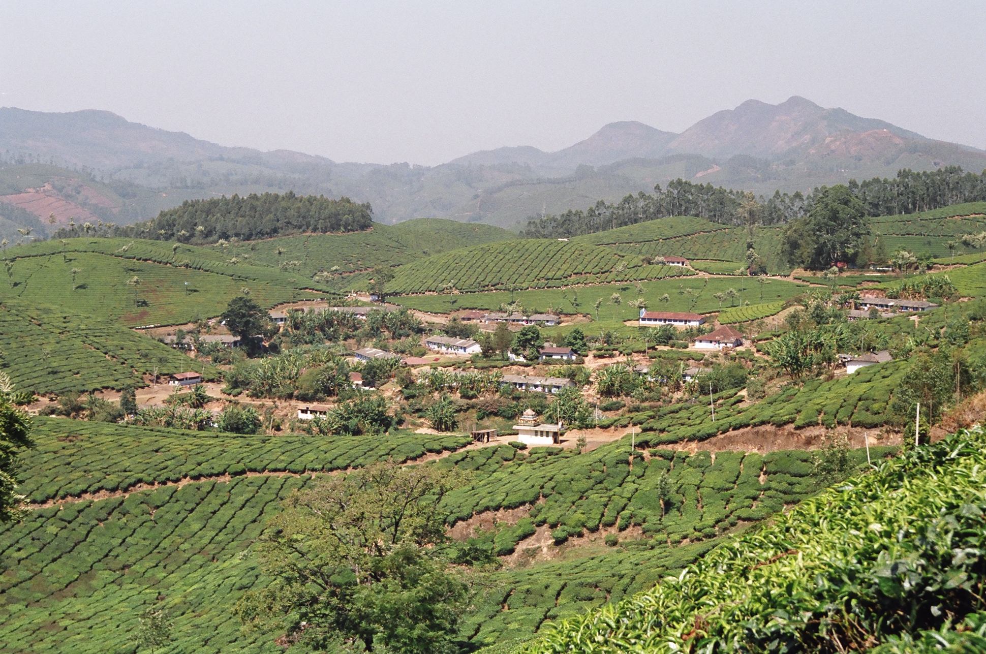 Tea plantations near Munnar - A Picture from Munnar, India - Travel Writing