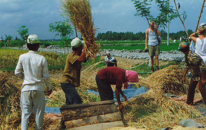 Threshing the rice