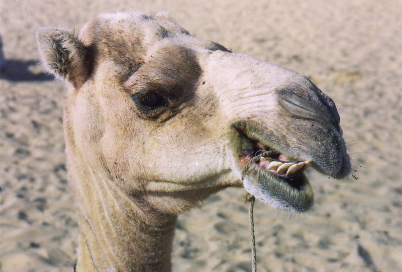 Camel Trekking In Timbuktu Mali Mark Moxon S Travel Writing