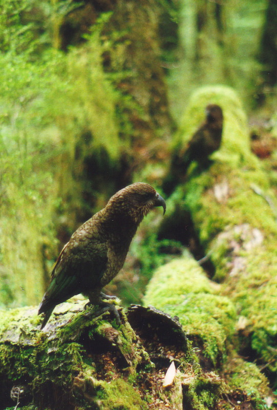 Wild keas in the bush on the Kepler Track