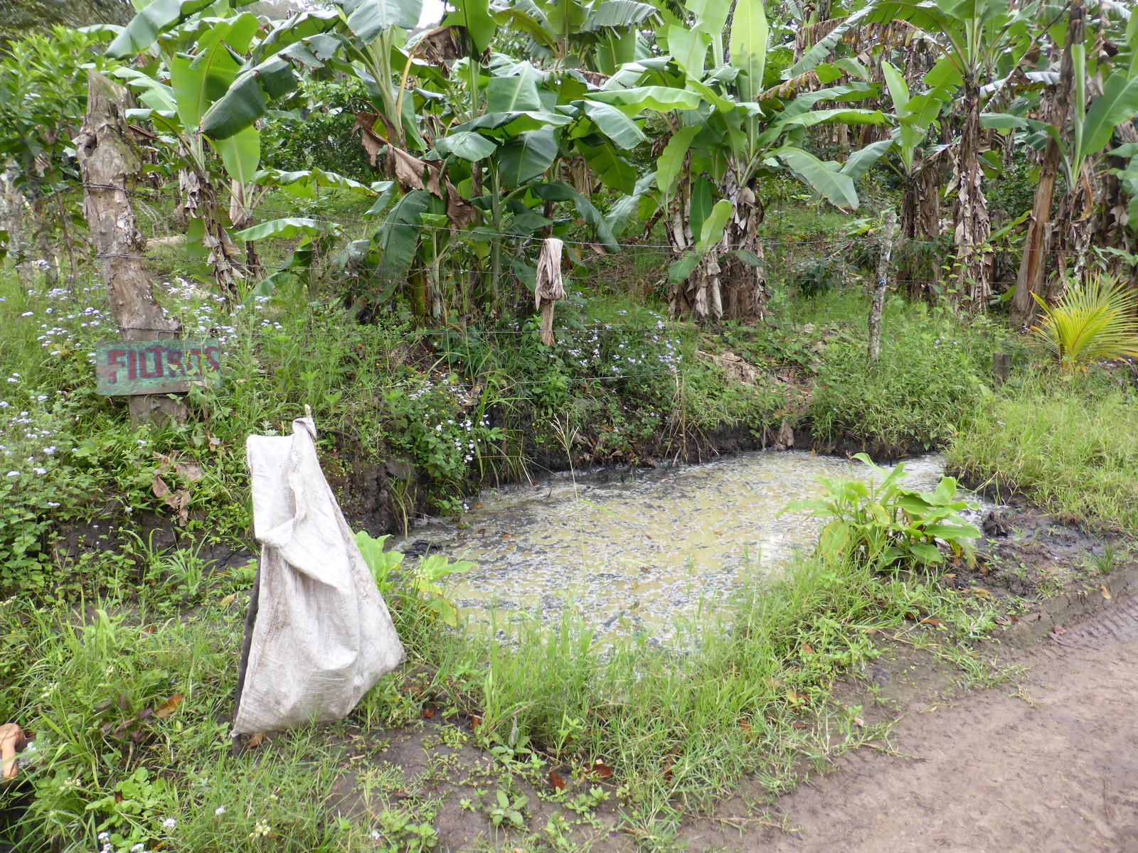 The water that's used to sort and wash the coffee beans is filtered in pits before it is reused